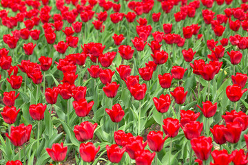 Naklejka na ściany i meble Flowers in garden, red tulip. Beautiful colourful tulip background in spring. Natural view of flower blooming in the garden. Selective focus