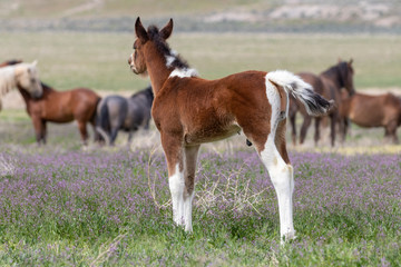 Fototapeta na wymiar Cute Wild Horse Foal in the Utah Desert