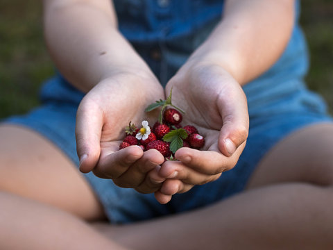 wild strawberries  in the child's  hand - Powered by Adobe