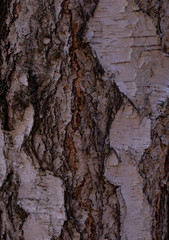  birch bark texture. White wood background. Tree close up. Nature backdrop.  Wallpaper.  