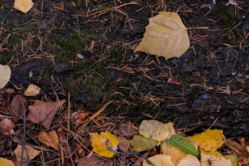 Yellow leaves and twigs on the forest floor. Green Background moss in the forest.