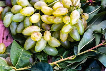 Typical Italian Pizzutella grapes or ‘horned grape’ because of its elongated shape
