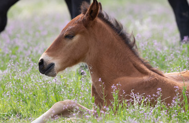 Cute Wild Horse Foal in the Utah Desert