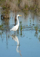 Great Egret