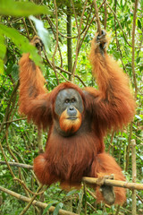Male Sumatran orangutan (Pongo abelii) sitting on a bamboo in Gunung Leuser National Park, Sumatra, Indonesia