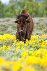 Bison mâle debout dans le champ avec des fleurs, Parc National de Yellowstone, Wyoming