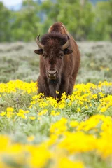 Plexiglas keuken achterwand Olijfgroen Mannelijke bizon die in het veld met bloemen staat, Yellowstone National Park, Wyoming