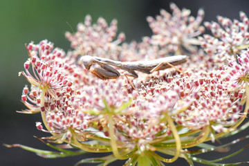 Mante décolorée à l'affût