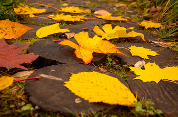 Bright maple and hawthorn leaves on the wooden-tiled walkway.Close up.