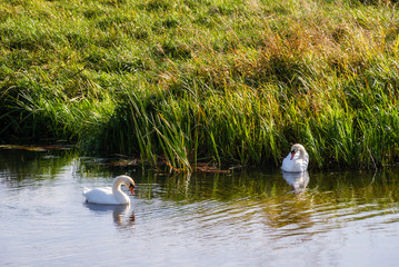 Narwiański Park Narodowy, Bokiny, Podlasie, Polska © podlaski49