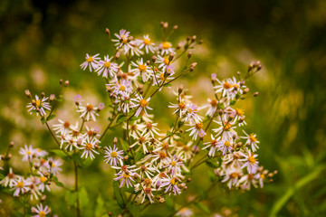 Arctic Aster Wildflowers