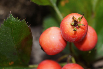A rowan branch lies on a stump. Red large rowan berry. Autumn nature. Close-up. Beautiful autumn background. Late fall.