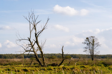 Narwiański Park Narodowy, Bokiny, Podlasie, Polska © podlaski49