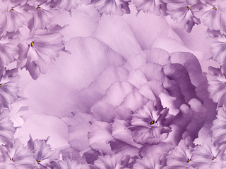 Floral purple background. Flowers and petals of a purple roses.  Close-up. Nature.