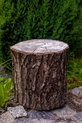 Stump trunk tree bark