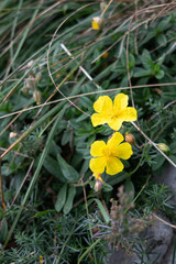 Common rockrose (Helianthemum nummularium) in flower Monte Poieto in Italy