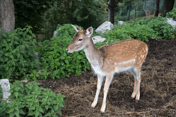 Fallow Deer (Dama dama) at Monte Poieto in Italy