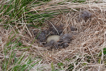 A bird's nest with an egg in the middle of grass and feathers