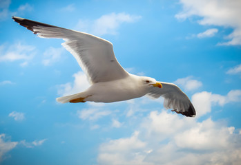 seagull in flight