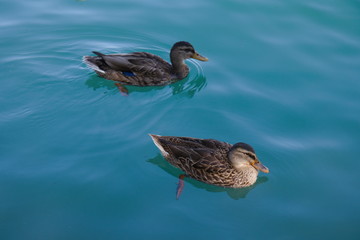 Dvk ducks swim in turquoise water, Europe, Italy, Lake Garda