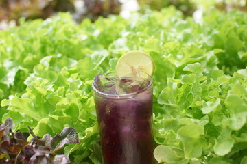 Water for health Made from Pea flowers