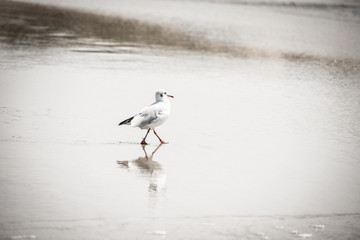 seagull on the beach