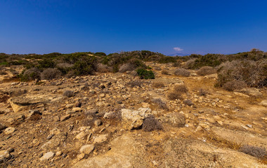 picturesque savannah with green bushes and beautiful deep blue sky  on background, desert landscape