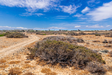 picturesque savannah with a road to the sea and green bushes with deep blue sky with clouds and mountains on background, desert landscape