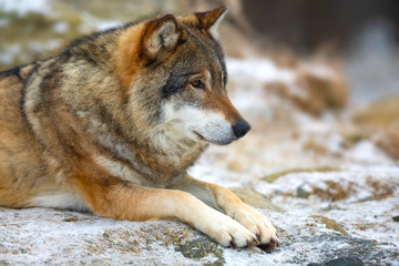 Fototapeta premium Beautiful wolf rests in the forest in early winter