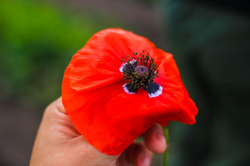  red poppy closeup in hand