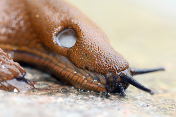 close up of brown spain slug, Arion vulgaris, macro shot snail