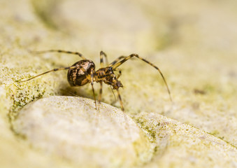 Invisible Spider (Drapetisca socialis)