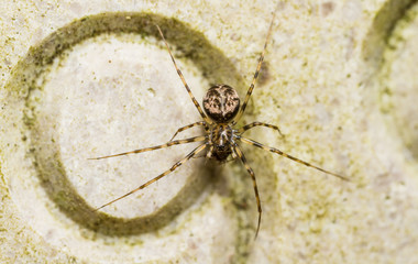 Invisible Spider (Drapetisca socialis)