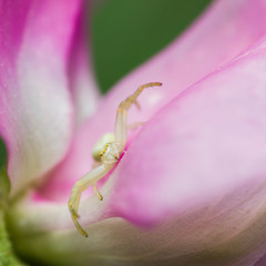 Misumena vatia on sweet pea
