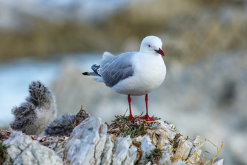 Red-billed gull with small chick