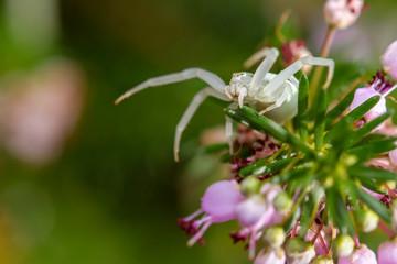 Misumena vatia - Goldenrod Crab Spider