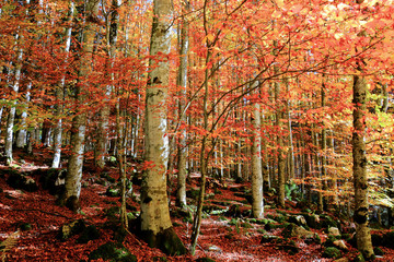 beautiful colors in the autumn forest