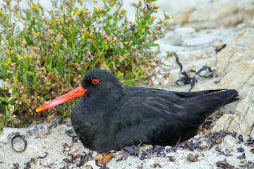 Variable oystercatcher sitting on nest