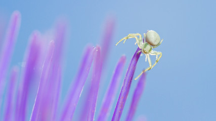 Crab Spider (Misumena vatia) spiderling