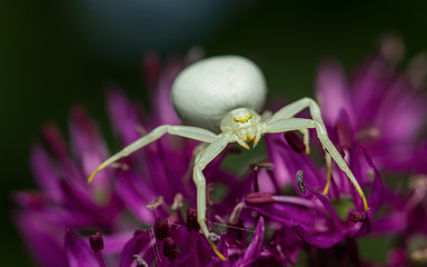 Misumena vatia - female