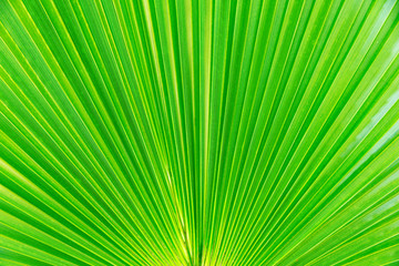 Fototapeta premium Green leaf surface close up texture background image