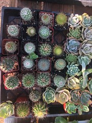 succulents in mini pots