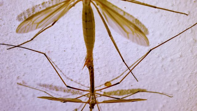 Two gnats copulating in a wall in the summer