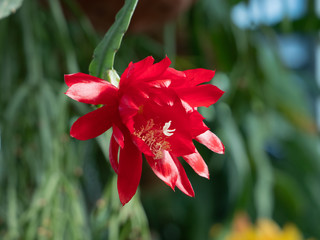 Flowering succulents in the botanic garden. Desert flowers. Exclusive mini plants. flowering cacti