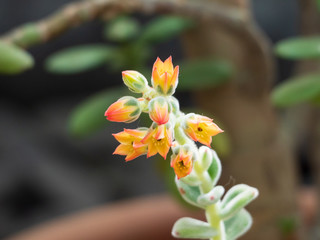 Flowering succulents in the botanic garden. Desert flowers.  Exclusive mini plants. flowering cacti