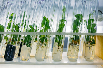 Cloned micro plants in test tubes with nutrient medium. Micropropagation technology in vitro