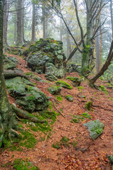 Fototapeta premium Tour im Bayerischen Wald zum Mühlriegel und Ödriegel