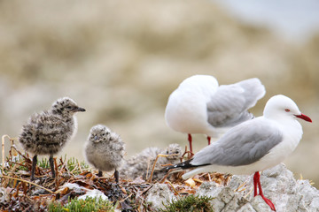 Red-billed gull with small chicks