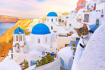 Cat in picturesque streets of Oia village on Santorini Island with traditional white architecture and greek orthodox churches with blue domes over Caldera at sunrise, Greece. Shallow depth of field