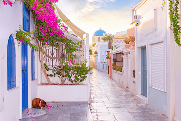 Narrow scenic street of Oia Village on Santorini Island at sunset, Greece. - obrazy, fototapety, plakaty